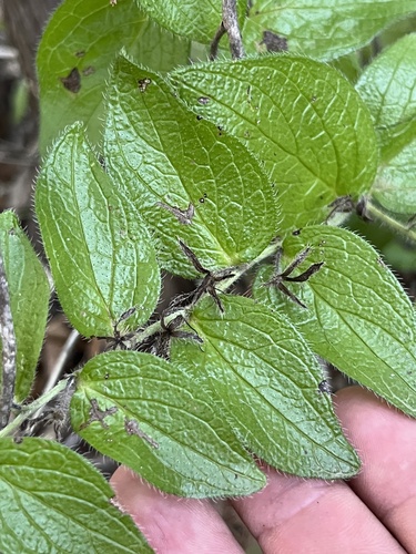 Lithospermum helleri, photograph 4