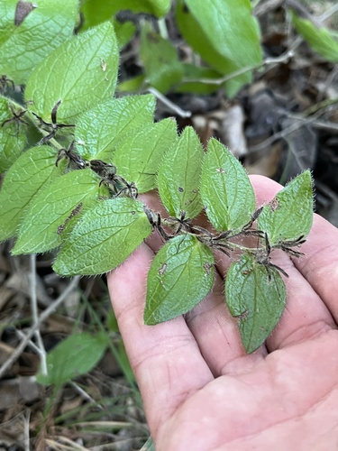 Lithospermum helleri, photograph 5