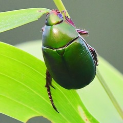 Anomala cupripes