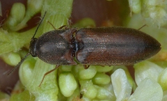 Sericus incongruus