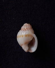 Nassarius pauperatus