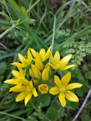 Allium moly