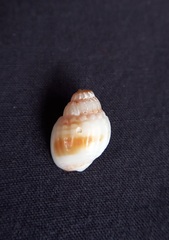 Nassarius pauperatus