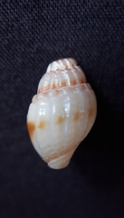 Nassarius pauperatus
