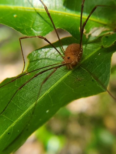 Hadrobunus grandis photo 4