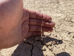 Eriogonum gracillimum