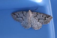 Sabulodes packardata