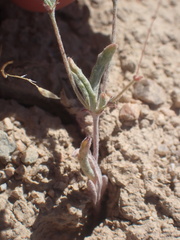 Eriogonum gracillimum