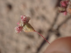 Eriogonum gracillimum