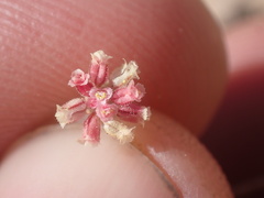 Eriogonum gracillimum