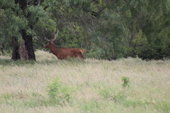 Cervus elaphus