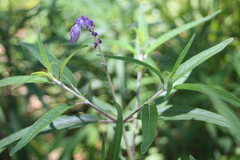 Salvia leucantha