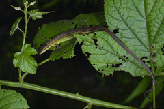 Takydromus septentrionalis