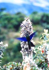 Pterophanes cyanopterus