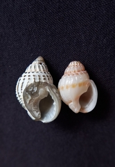 Nassarius pauperatus