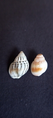 Nassarius pauperatus