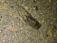 Diceroprocta vitripennis