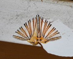 Image of Pityeja histrionaria