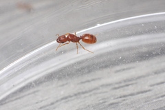 Pheidole furtiva