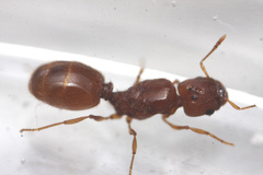 Pheidole furtiva