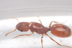 Pheidole furtiva