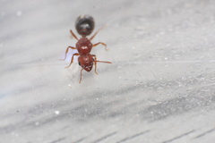 Pheidole tetra
