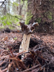 Helvella maculata