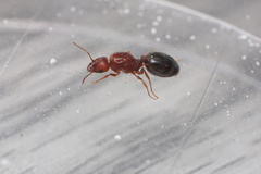 Pheidole tetra