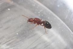 Pheidole tetra