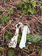 Helvella maculata