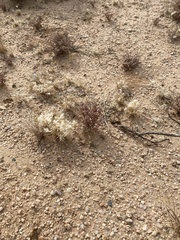 Scleropogoninae