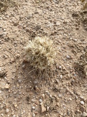 Scleropogoninae