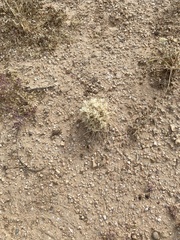 Scleropogoninae