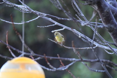 Spinus psaltria