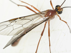 Dicamptus fuscicornis