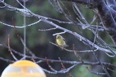 Spinus psaltria