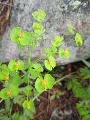 Euphorbia korshinskyi