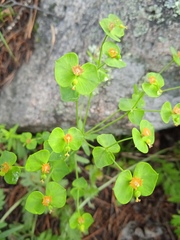 Euphorbia korshinskyi