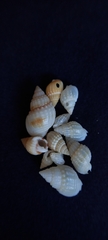 Nassarius nigellus