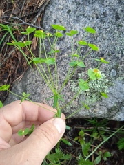 Euphorbia korshinskyi