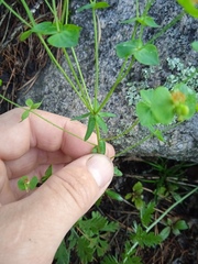 Euphorbia korshinskyi