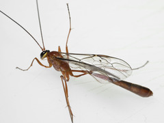 Dicamptus fuscicornis