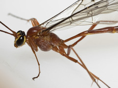 Dicamptus fuscicornis