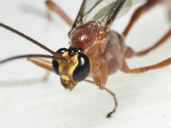 Dicamptus fuscicornis