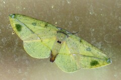 Omiza miliaria