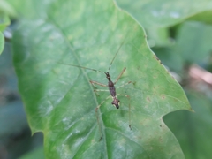 Epidaus sexspinus