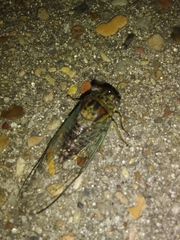 Diceroprocta vitripennis