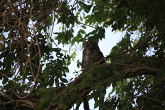 Bubo virginianus