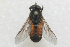 Hybomitra trepida