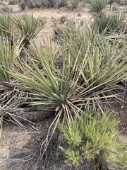 Yucca baccata brevifolia